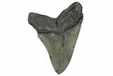 Serrated, Fossil Megalodon Tooth - North Carolina #355860-1